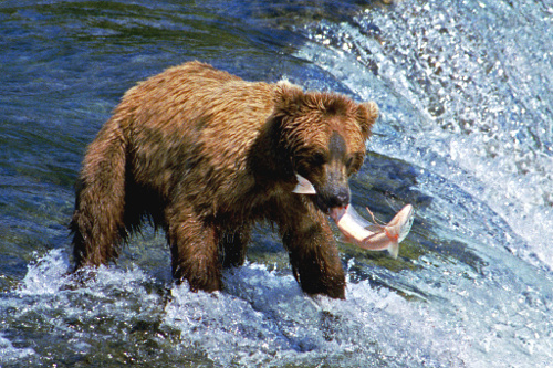 Image: Grizzly Bear fishing for salmon